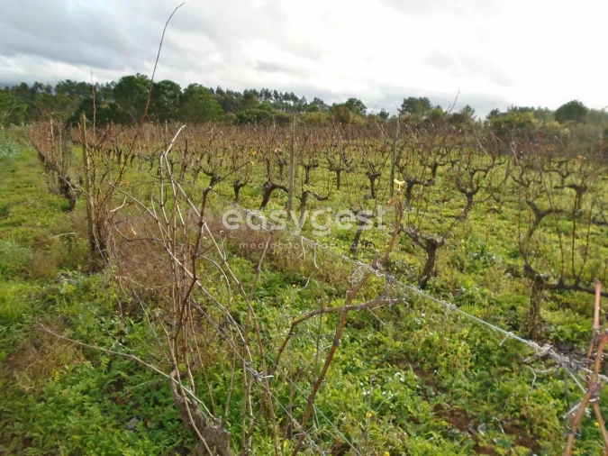 Terreno para Venda em Coz, Alpedriz e Montes Foto 11