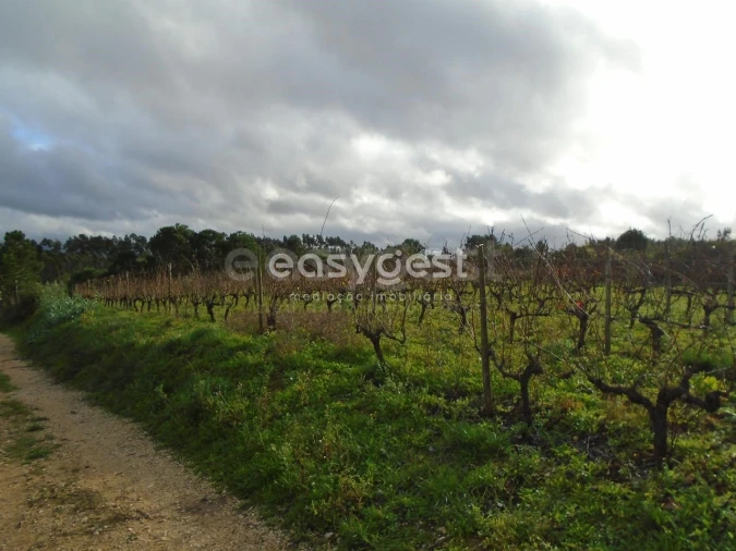 Terreno para Venda em Coz, Alpedriz e Montes Foto 13