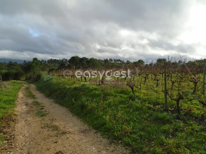 Terreno para Venda em Coz, Alpedriz e Montes Foto 14