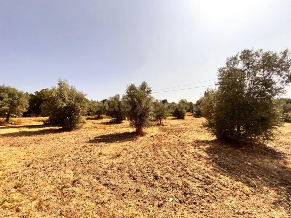 Terreno para Venda em Olaia e Paço Foto 7