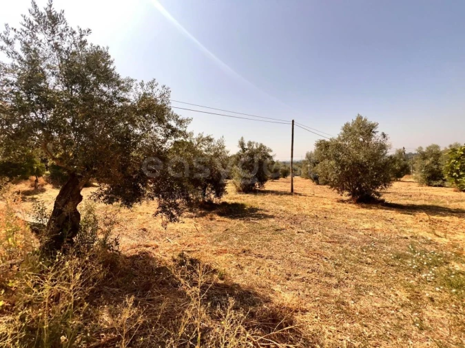 Terreno para Venda em Olaia e Paço Foto 4