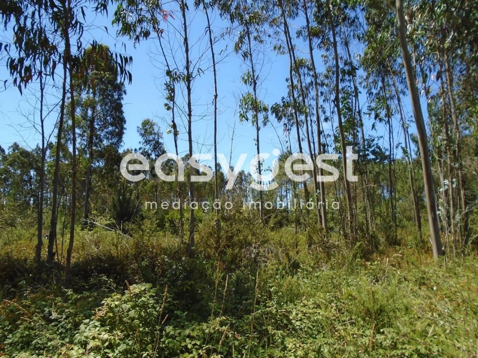 Terreno para Venda em Pataias e Martingança Foto 5