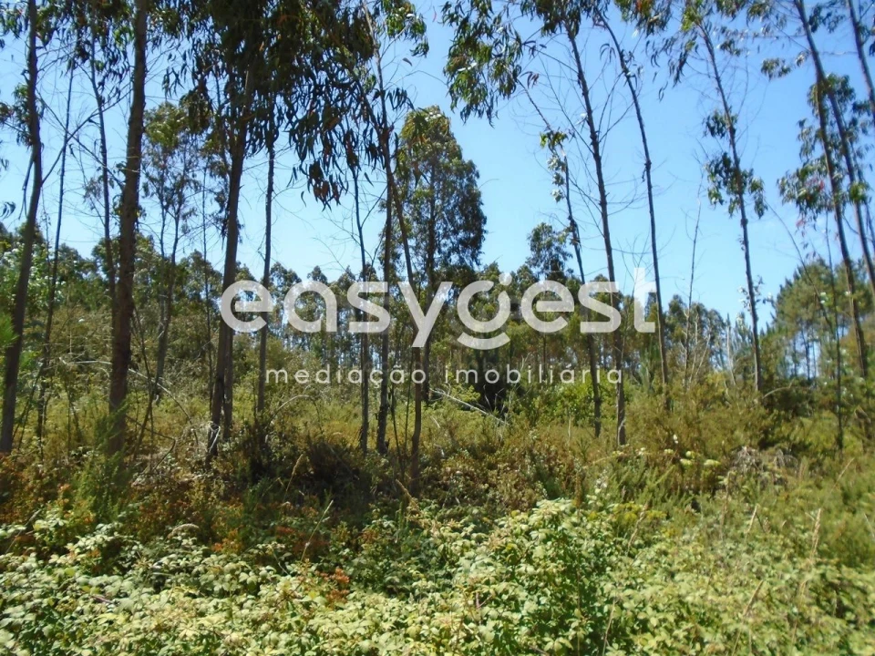 Terreno para Venda em Pataias e Martingança Foto 13