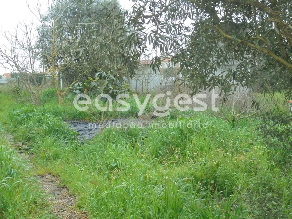 Terreno para Venda em São João Baptista e Santa Maria dos Olivais Foto 5
