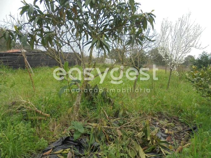 Terreno para Venda em São João Baptista e Santa Maria dos Olivais Foto 9