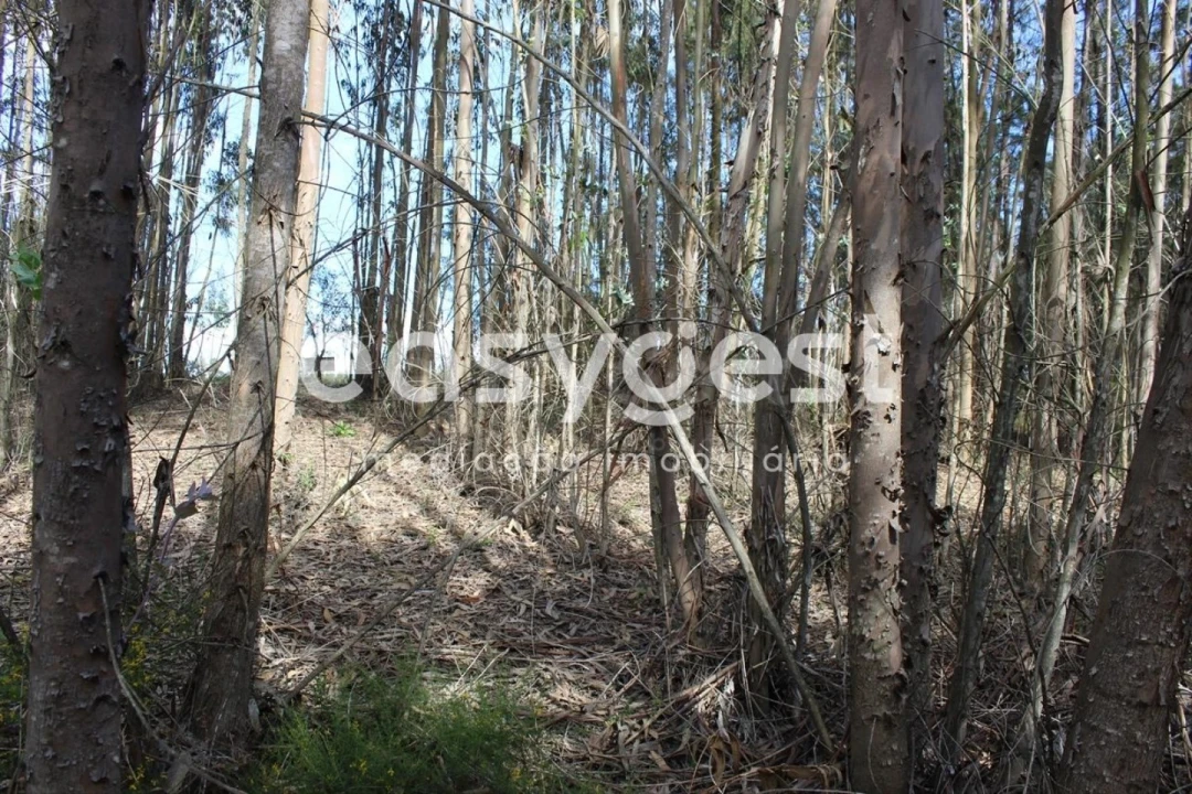 Terreno para Venda em Olalhas Foto 9