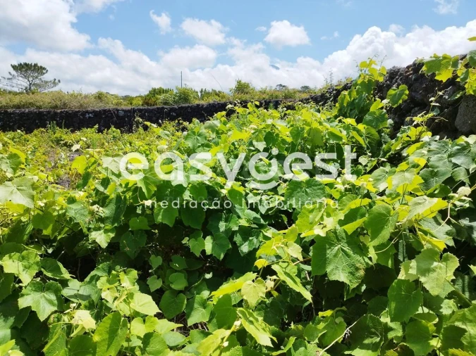 Terreno para Venda em Criação Velha Foto 10