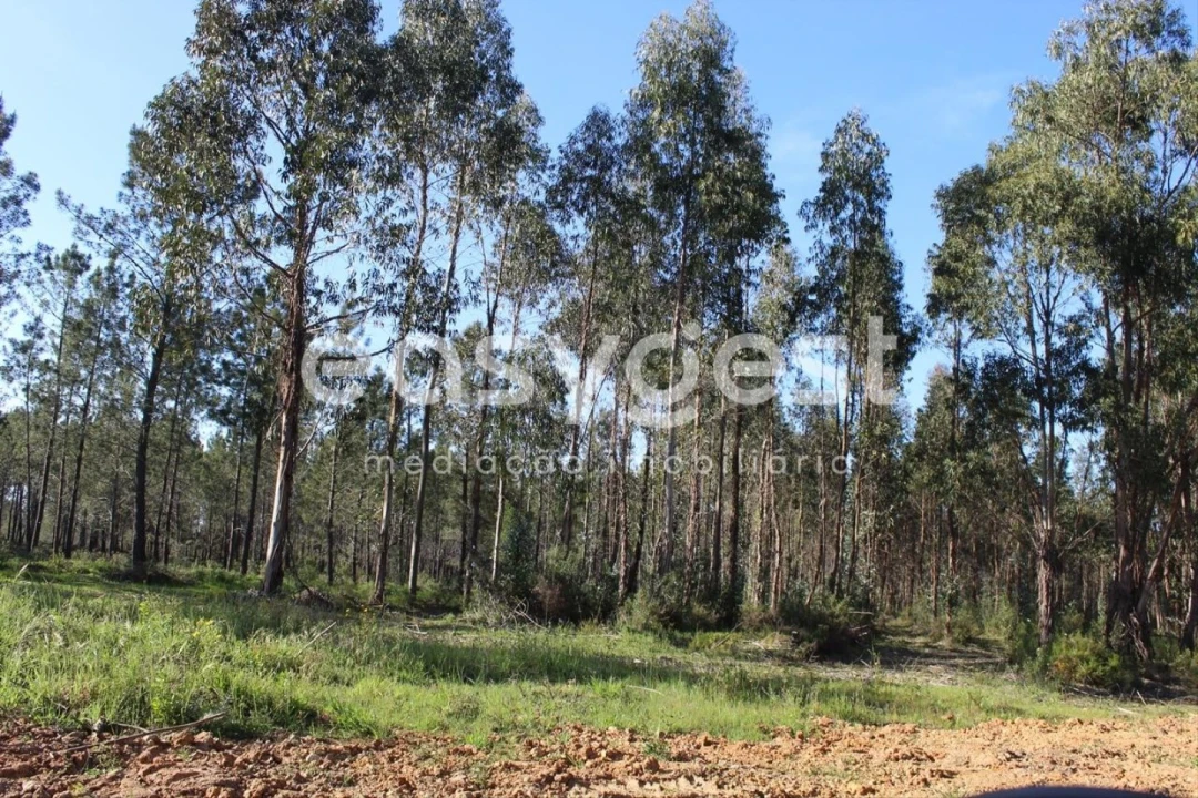 Terreno para Venda em Asseiceira Foto 13