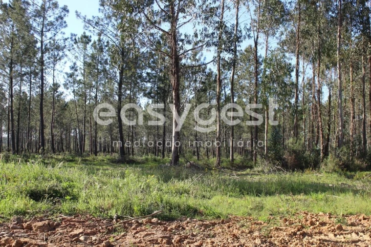 Terreno para Venda em Asseiceira Foto 1