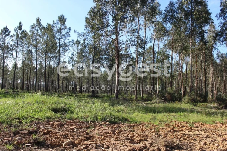 Terreno para Venda em Asseiceira Foto 3