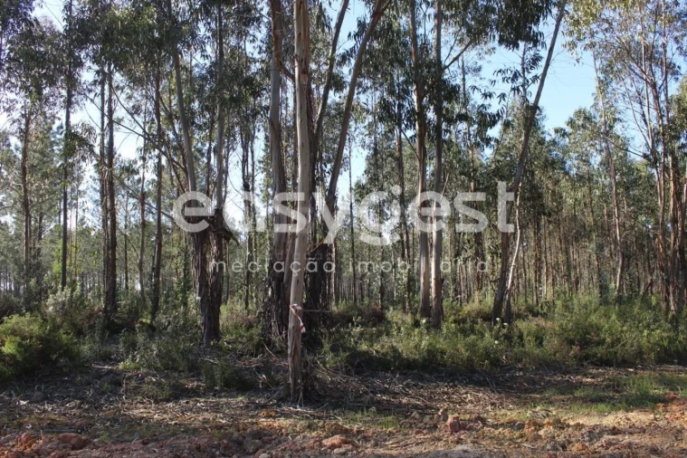 Terreno para Venda em Asseiceira Foto 11