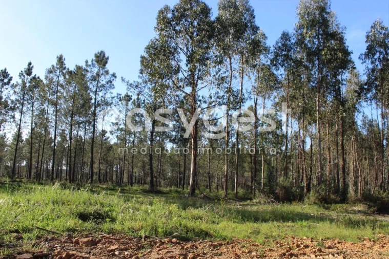 Terreno para Venda em Asseiceira Foto 14