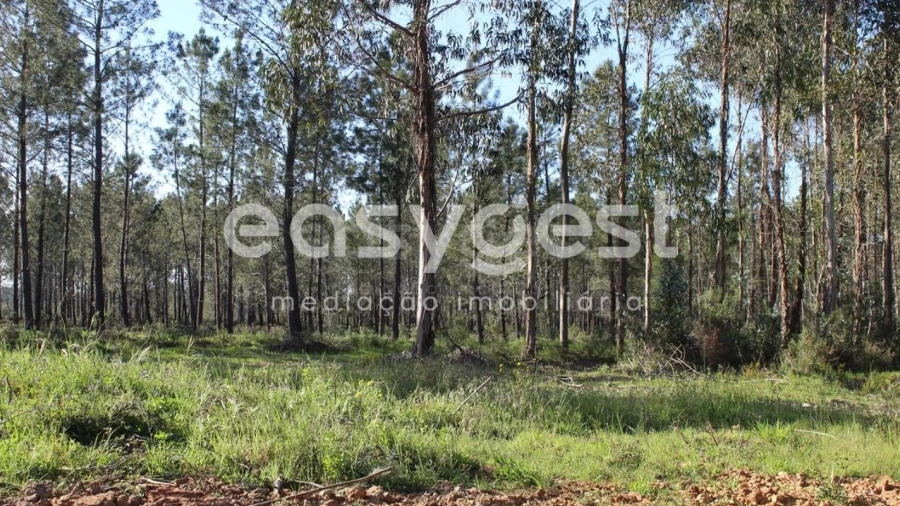 Terreno para Venda em Asseiceira