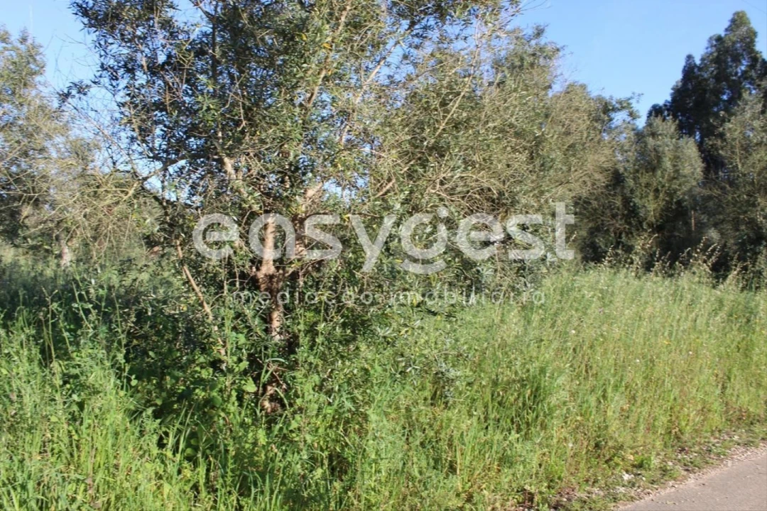 Terreno para Venda em Asseiceira Foto 8