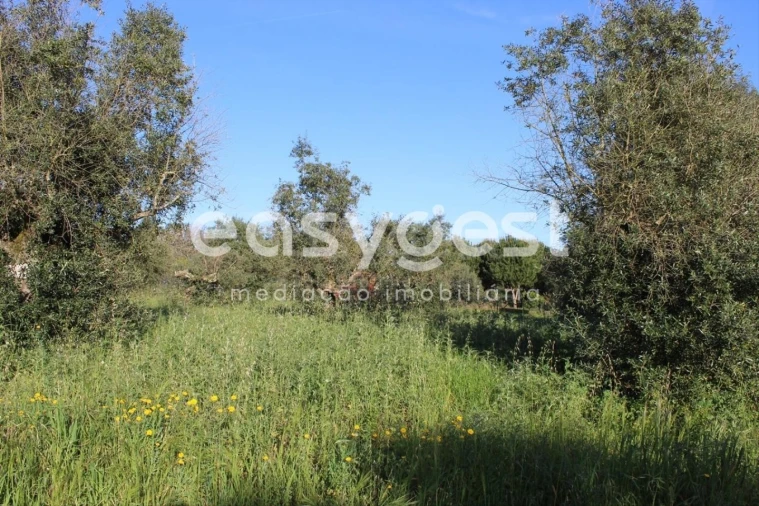 Terreno para Venda em Asseiceira Foto 11