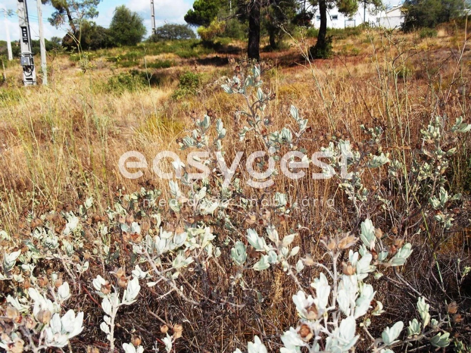 Terreno para Venda em São João Baptista e Santa Maria dos Olivais Foto 9