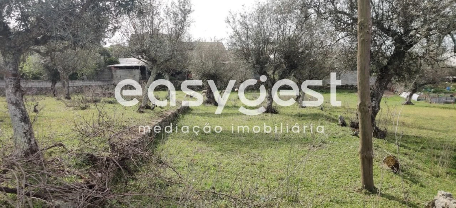 Terreno para Venda em Escalos de Cima e Lousa Foto 1