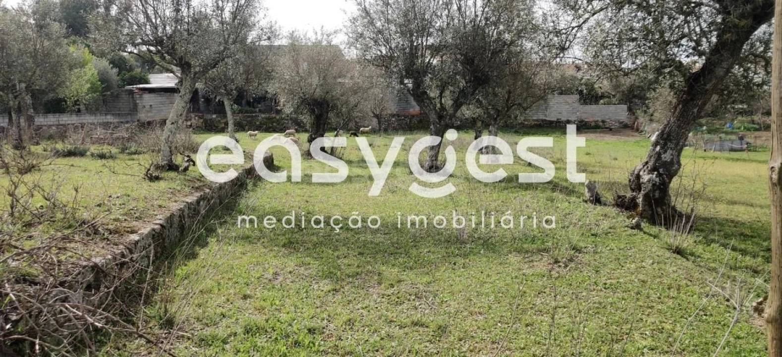 Terreno para Venda em Escalos de Cima e Lousa Foto 3