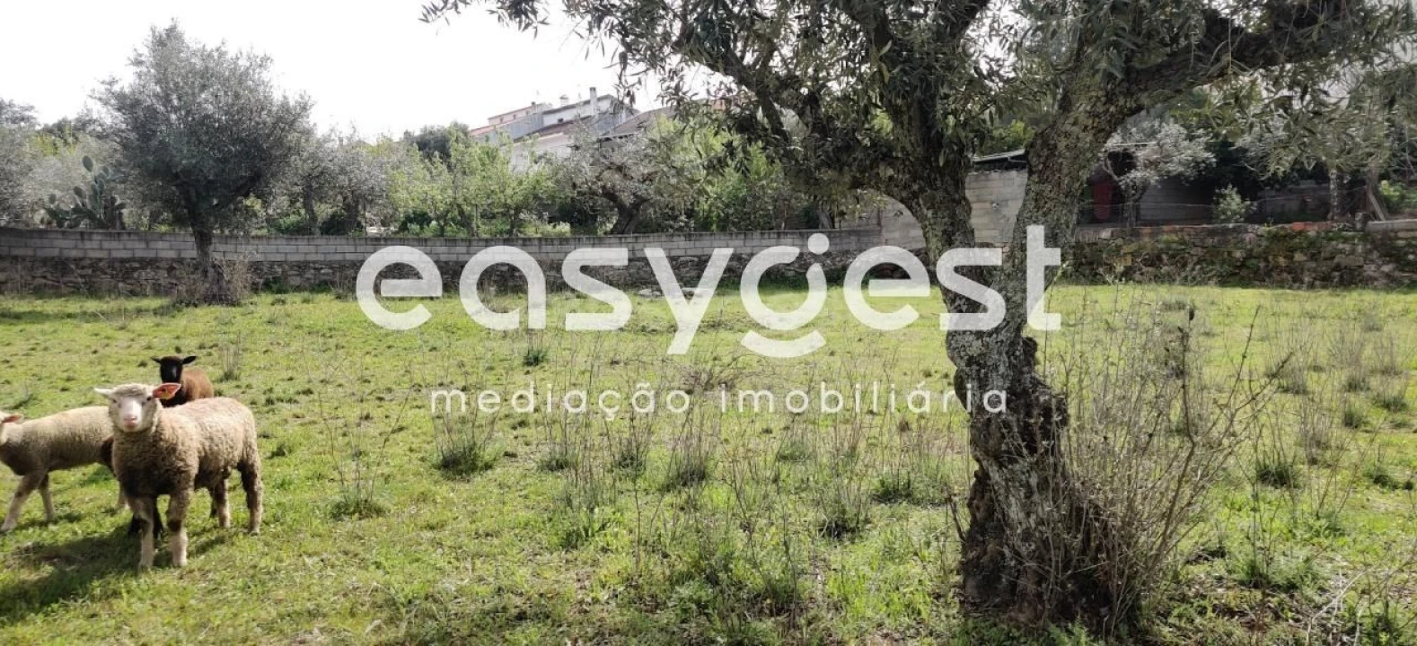 Terreno para Venda em Escalos de Cima e Lousa Foto 7