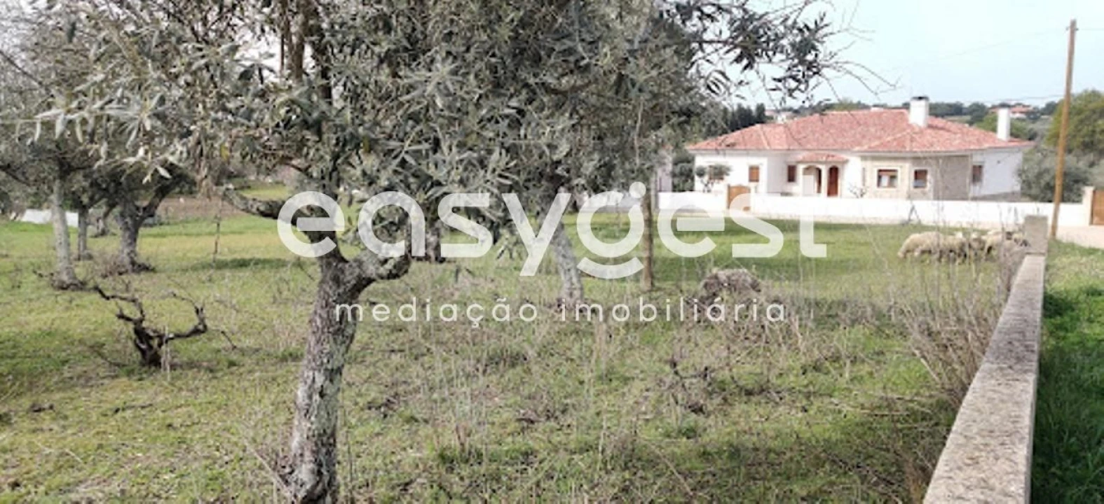 Terreno para Venda em Escalos de Cima e Lousa Foto 39