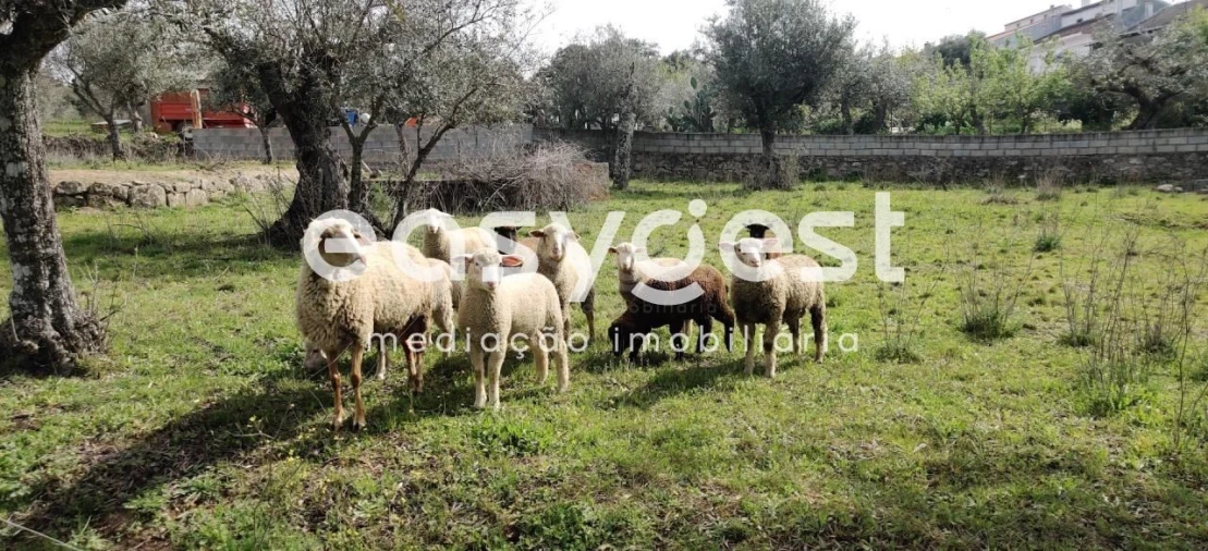 Terreno para Venda em Escalos de Cima e Lousa Foto 2