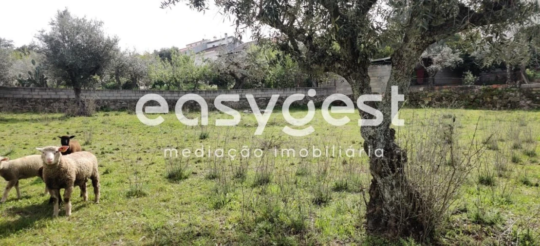 Terreno para Venda em Escalos de Cima e Lousa Foto 7