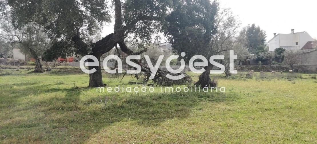 Terreno para Venda em Escalos de Cima e Lousa Foto 23