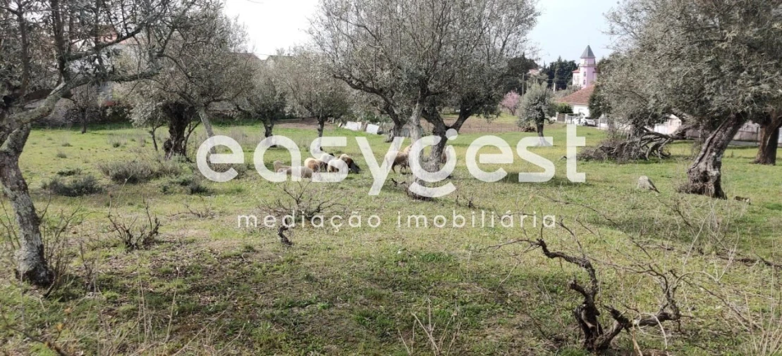Terreno para Venda em Escalos de Cima e Lousa Foto 34