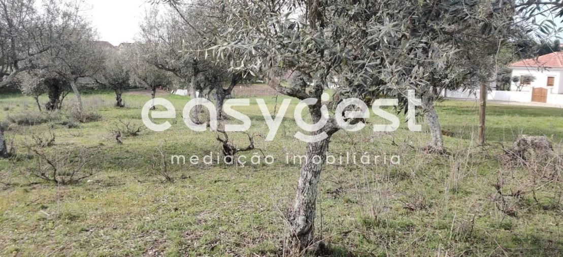 Terreno para Venda em Escalos de Cima e Lousa Foto 38