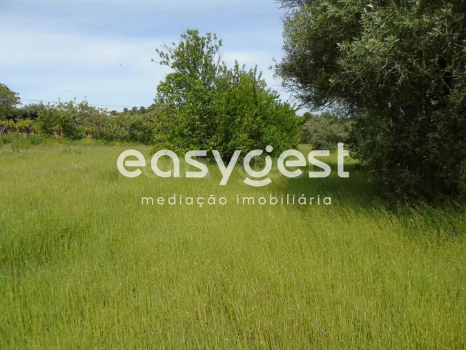 Terreno para Venda em São João Baptista e Santa Maria dos Olivais Foto 13
