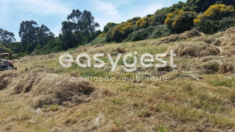 Terreno para Venda em Santa Maria e São Miguel, São Martinho, São Pedro Penaferrim Foto 1
