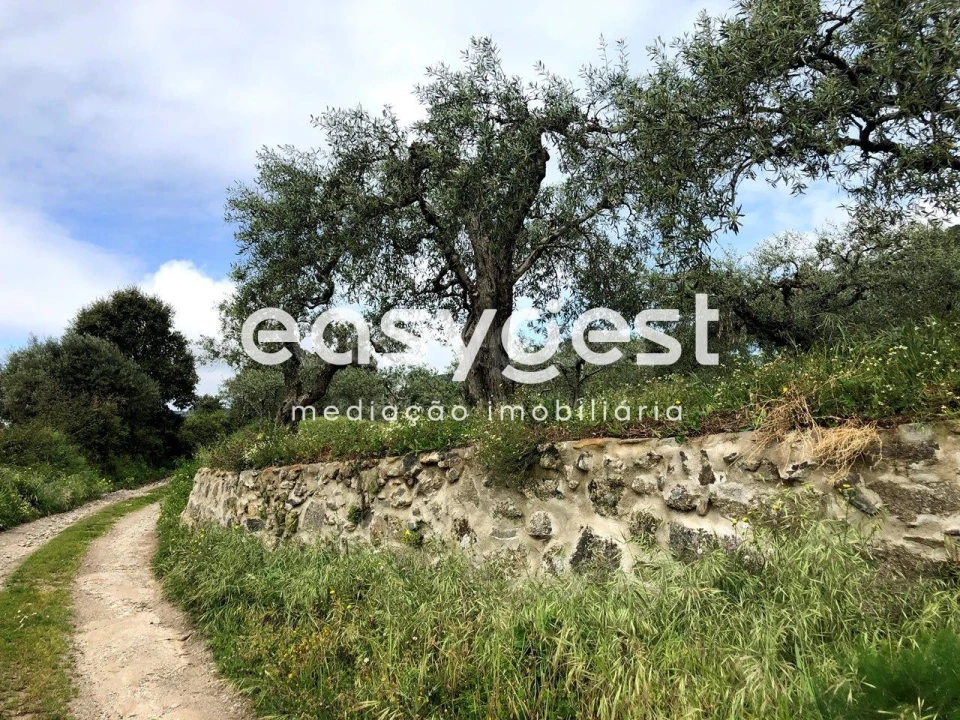 Terreno para Venda em Vale de Prazeres e Mata da Rainha Foto 1
