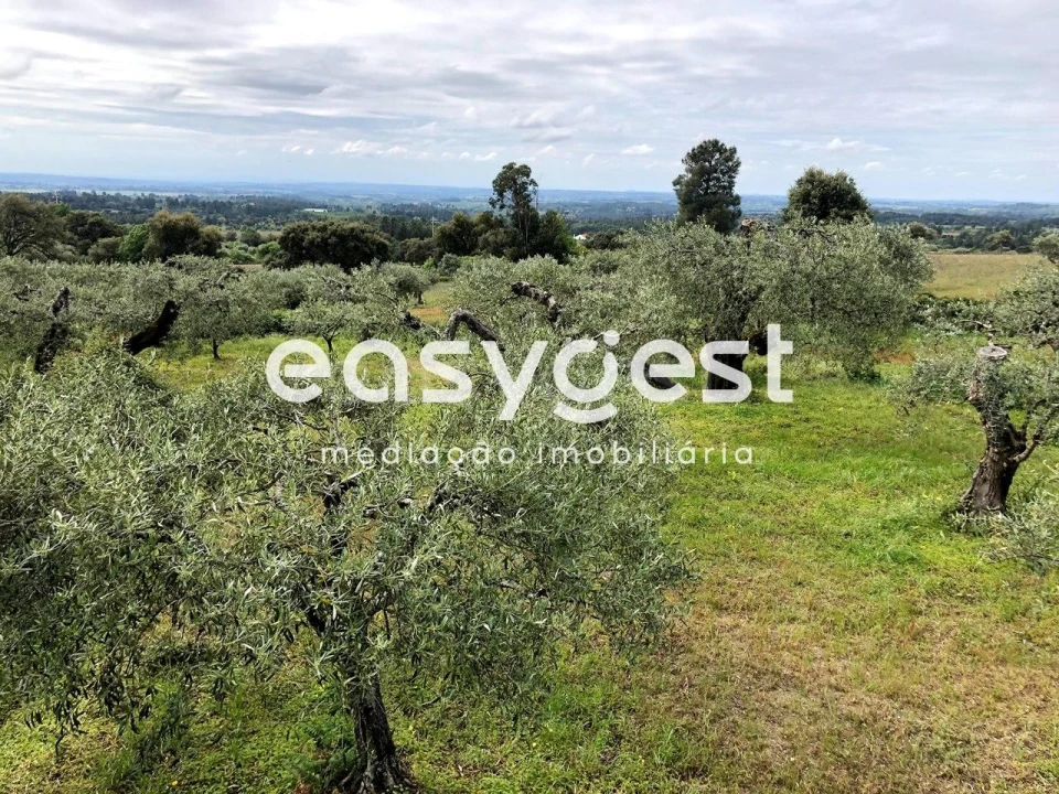 Terreno para Venda em Vale de Prazeres e Mata da Rainha Foto 13