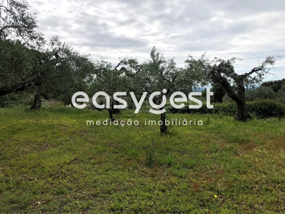 Terreno para Venda em Vale de Prazeres e Mata da Rainha Foto 16
