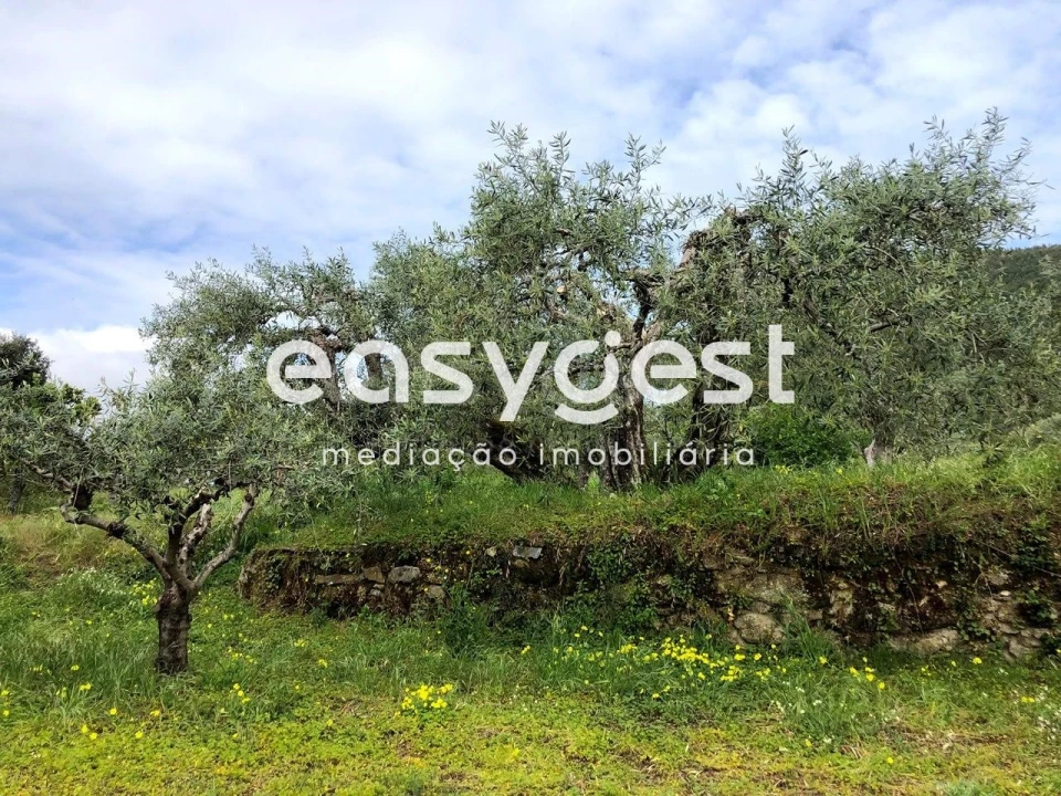 Terreno para Venda em Vale de Prazeres e Mata da Rainha Foto 18