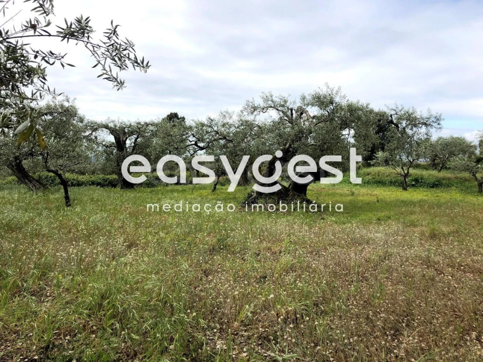 Terreno para Venda em Vale de Prazeres e Mata da Rainha Foto 19