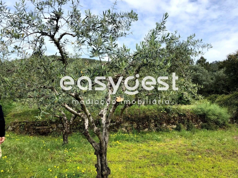 Terreno para Venda em Vale de Prazeres e Mata da Rainha Foto 20