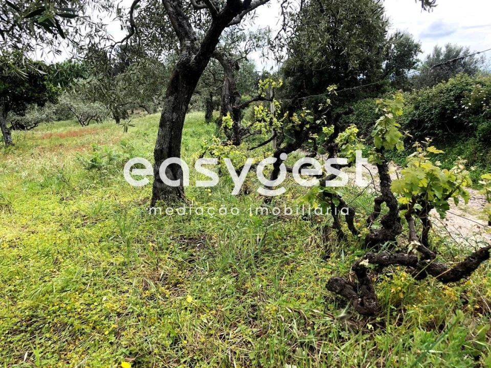 Terreno para Venda em Vale de Prazeres e Mata da Rainha Foto 21