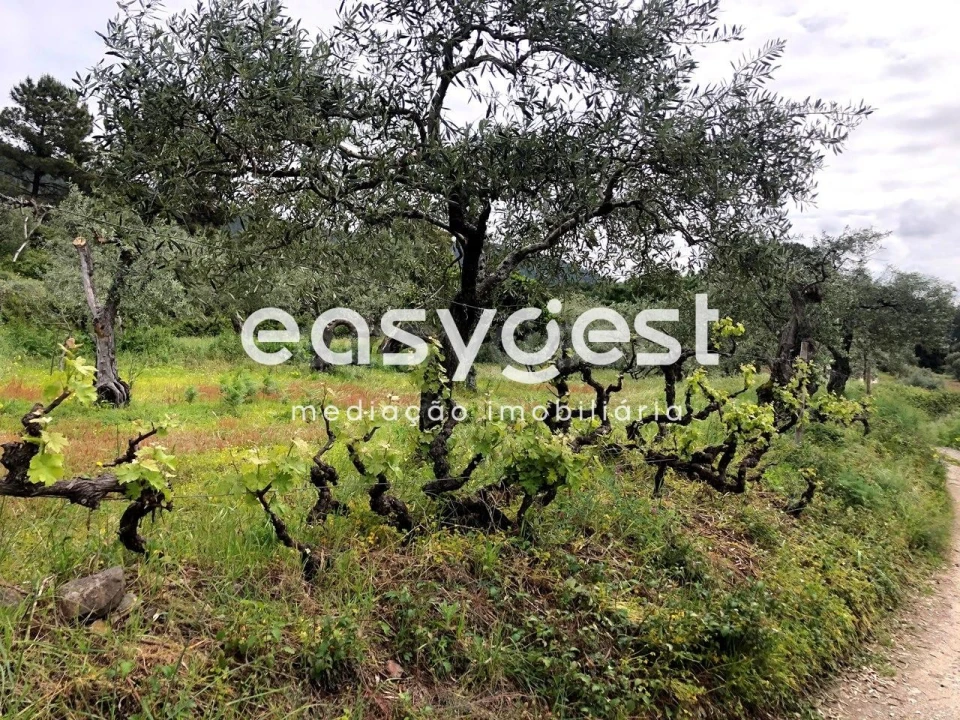Terreno para Venda em Vale de Prazeres e Mata da Rainha Foto 22