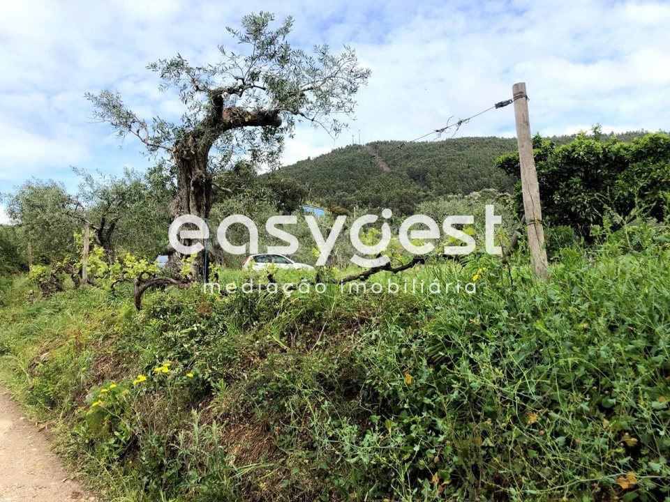 Terreno para Venda em Vale de Prazeres e Mata da Rainha Foto 23