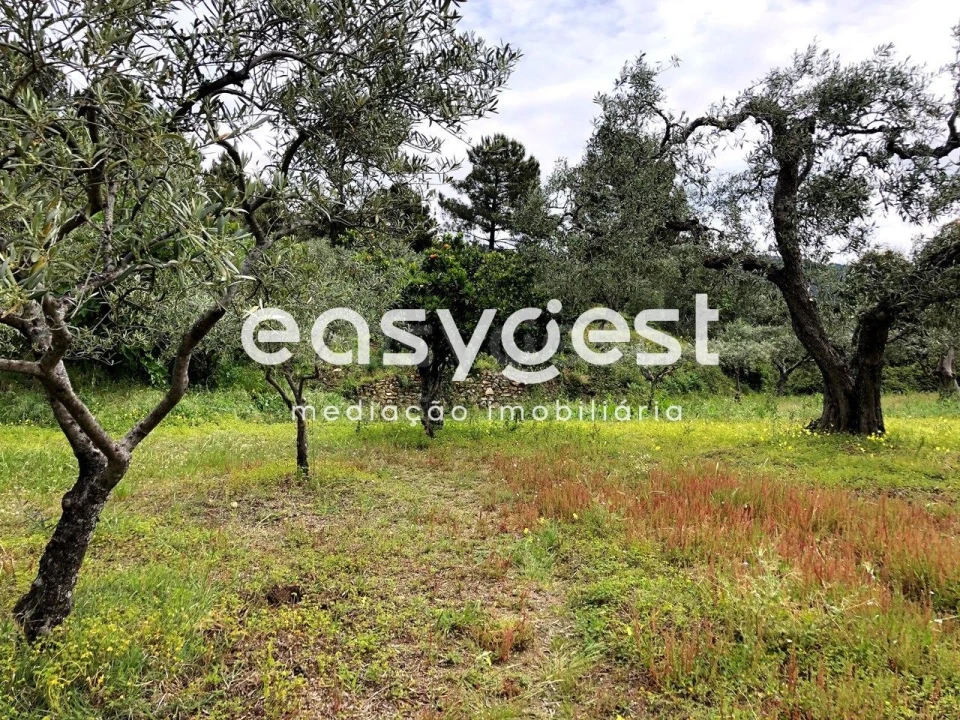 Terreno para Venda em Vale de Prazeres e Mata da Rainha Foto 25