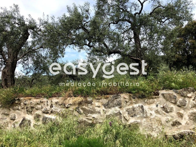 Terreno para Venda em Vale de Prazeres e Mata da Rainha Foto 3