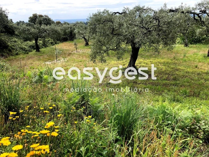 Terreno para Venda em Vale de Prazeres e Mata da Rainha Foto 10