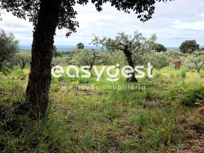 Terreno para Venda em Vale de Prazeres e Mata da Rainha Foto 11