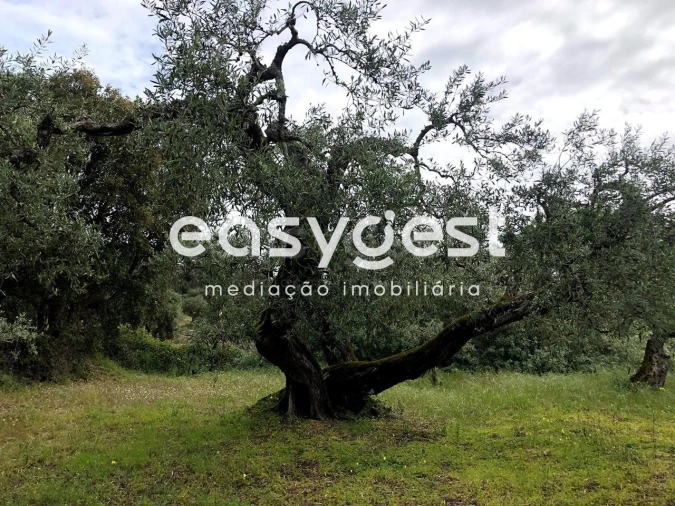 Terreno para Venda em Vale de Prazeres e Mata da Rainha Foto 17