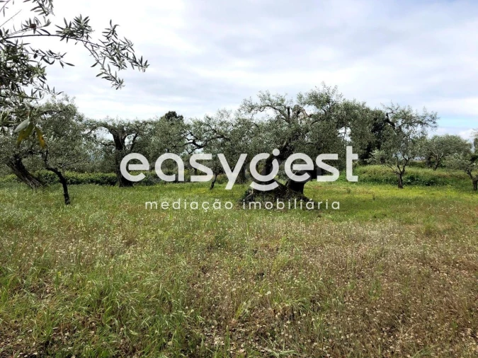 Terreno para Venda em Vale de Prazeres e Mata da Rainha Foto 19