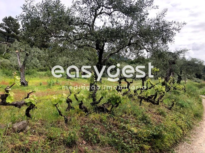 Terreno para Venda em Vale de Prazeres e Mata da Rainha Foto 22