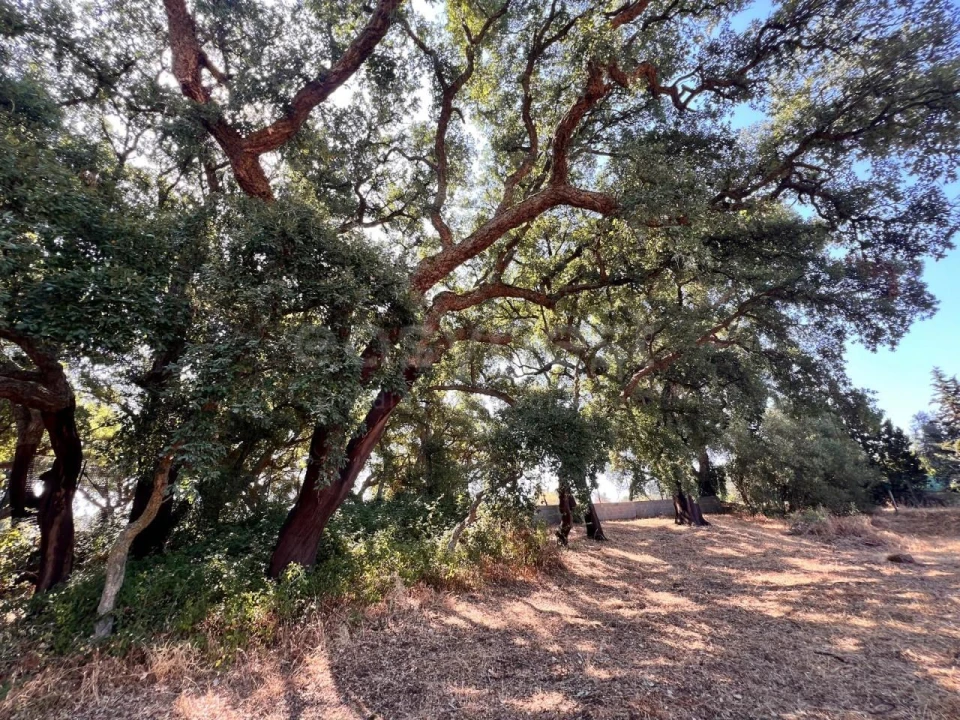 Terreno para Venda em Pego Foto 14