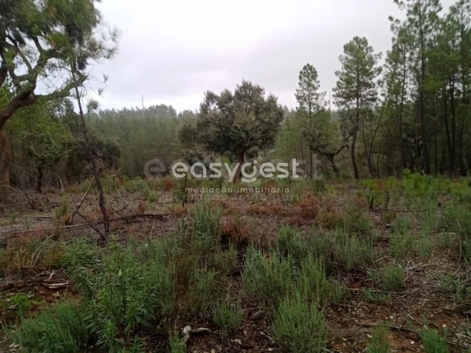 Terreno para Venda em Benquerenças Foto 4