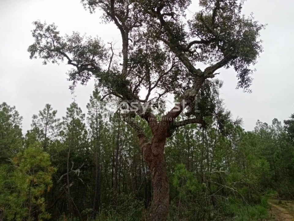 Terreno para Venda em Benquerenças Foto 6